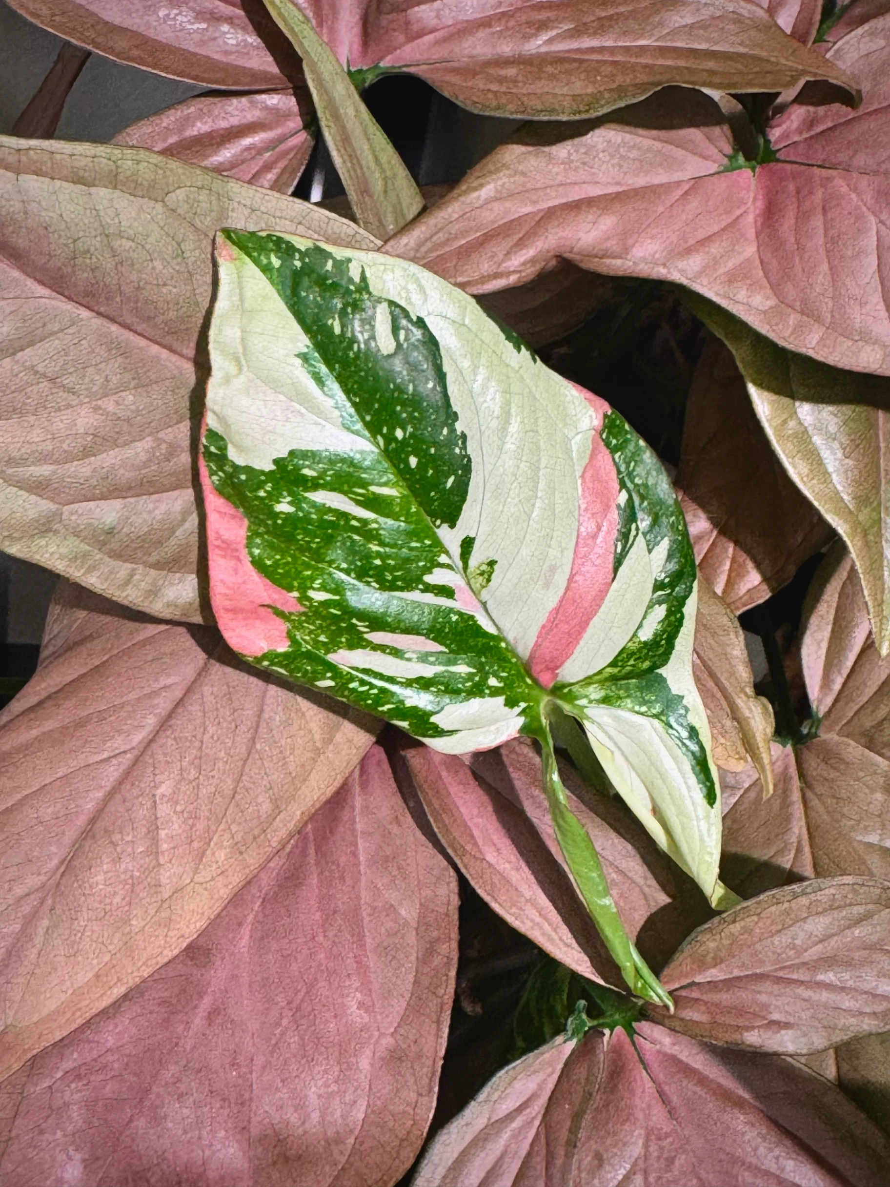 Syngonium podophyllum 'Red Spot Tricolor' by Labuleaf