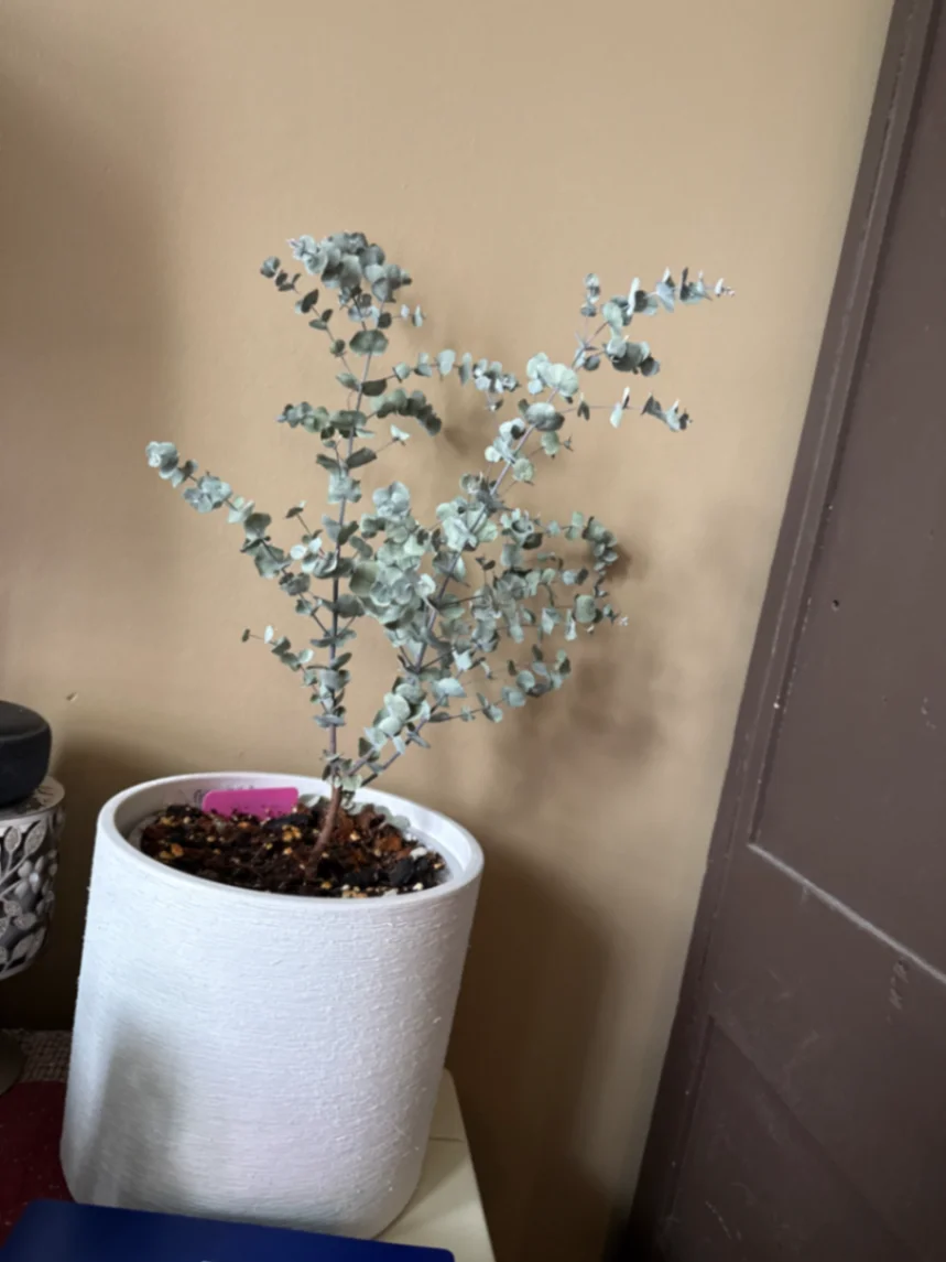 Eucalyptus gunnii 'Baby Blue' by ShelleyD9090