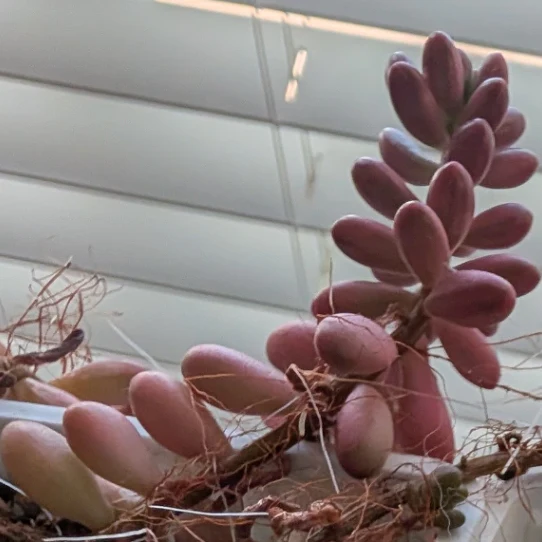 Sedum rubrotinctum by mosswooddrive
