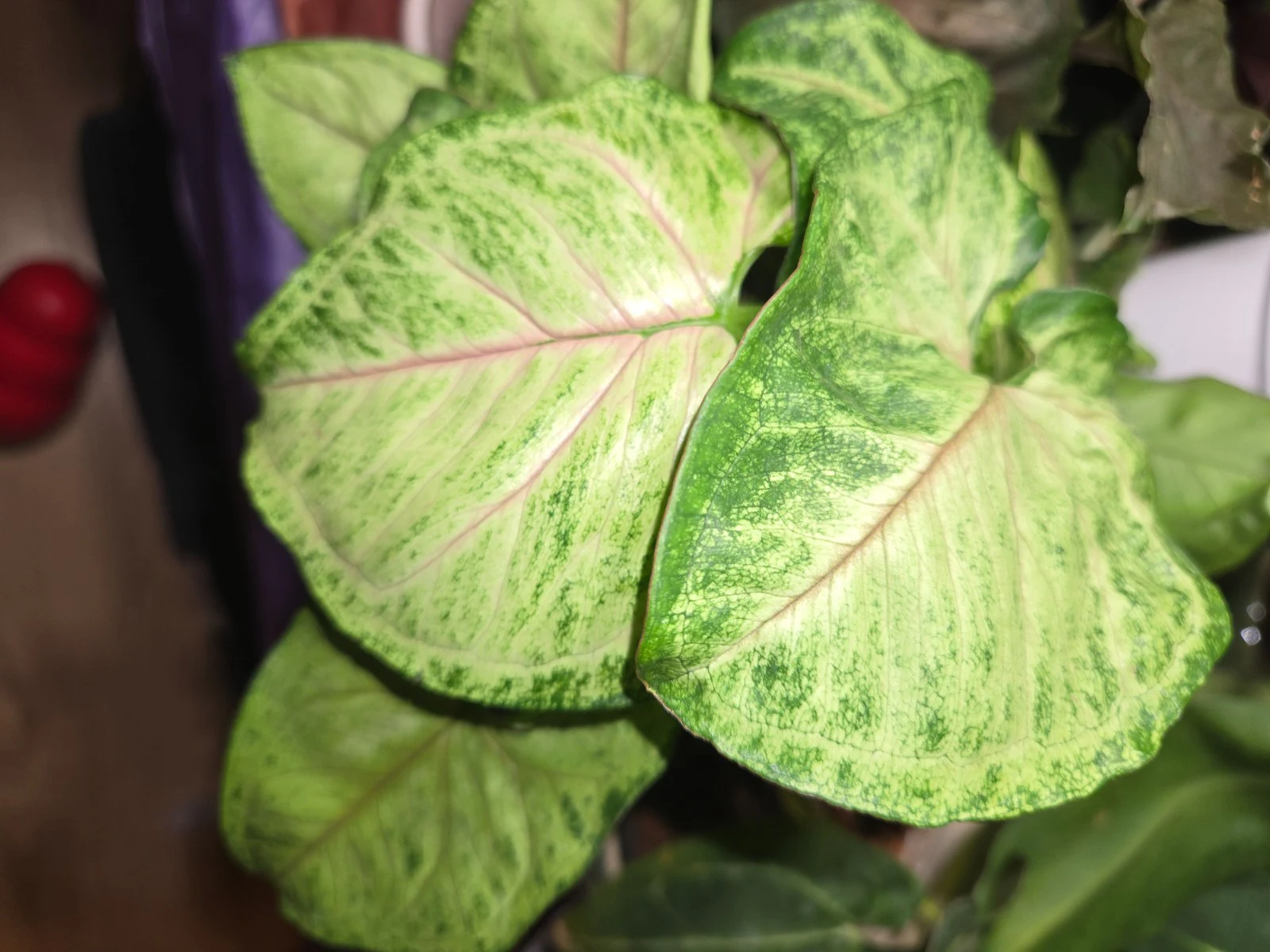 Syngonium podophyllum 'Pink Allusion' by Lindav