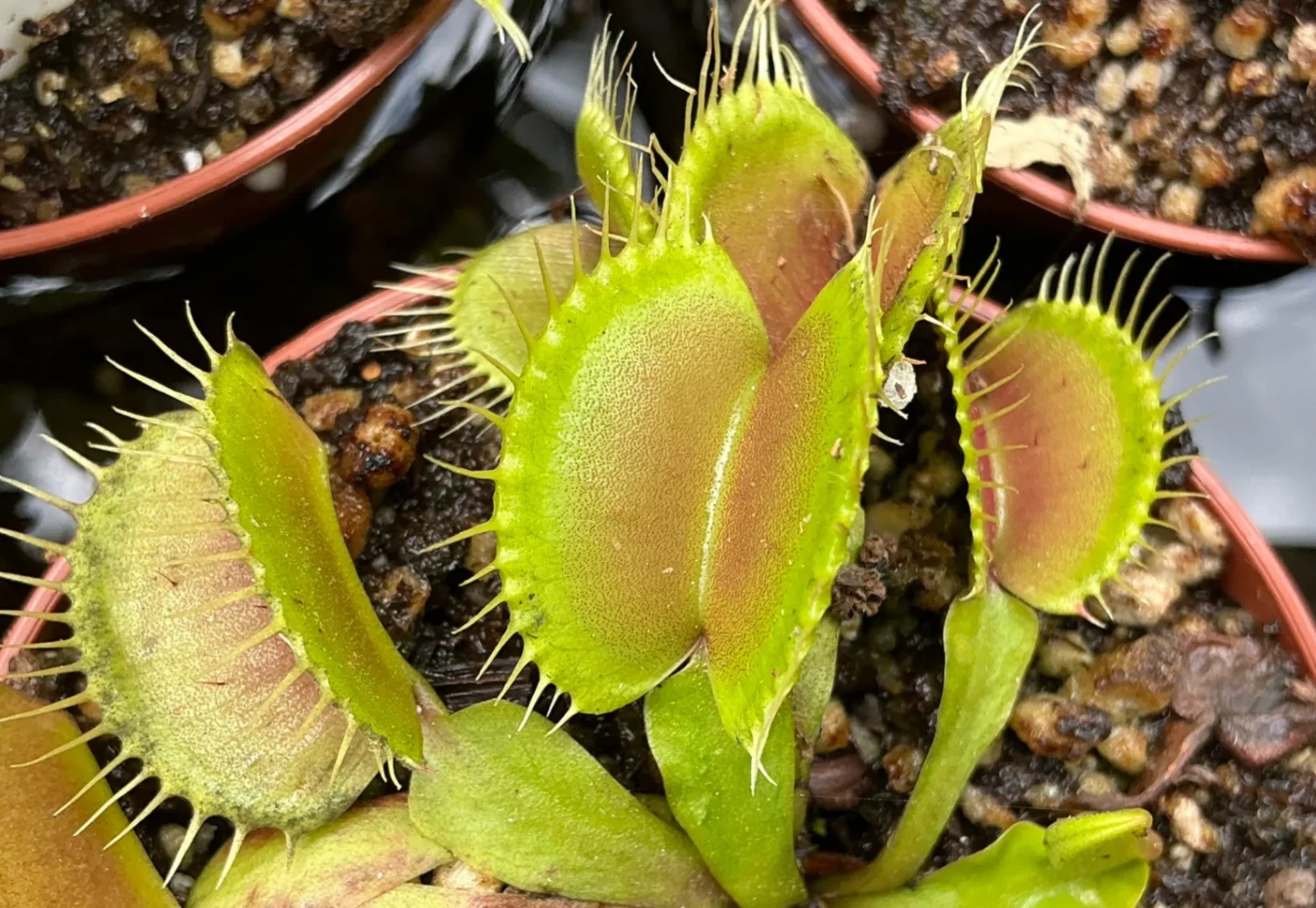 Dionaea muscipula by Dartnivorous
