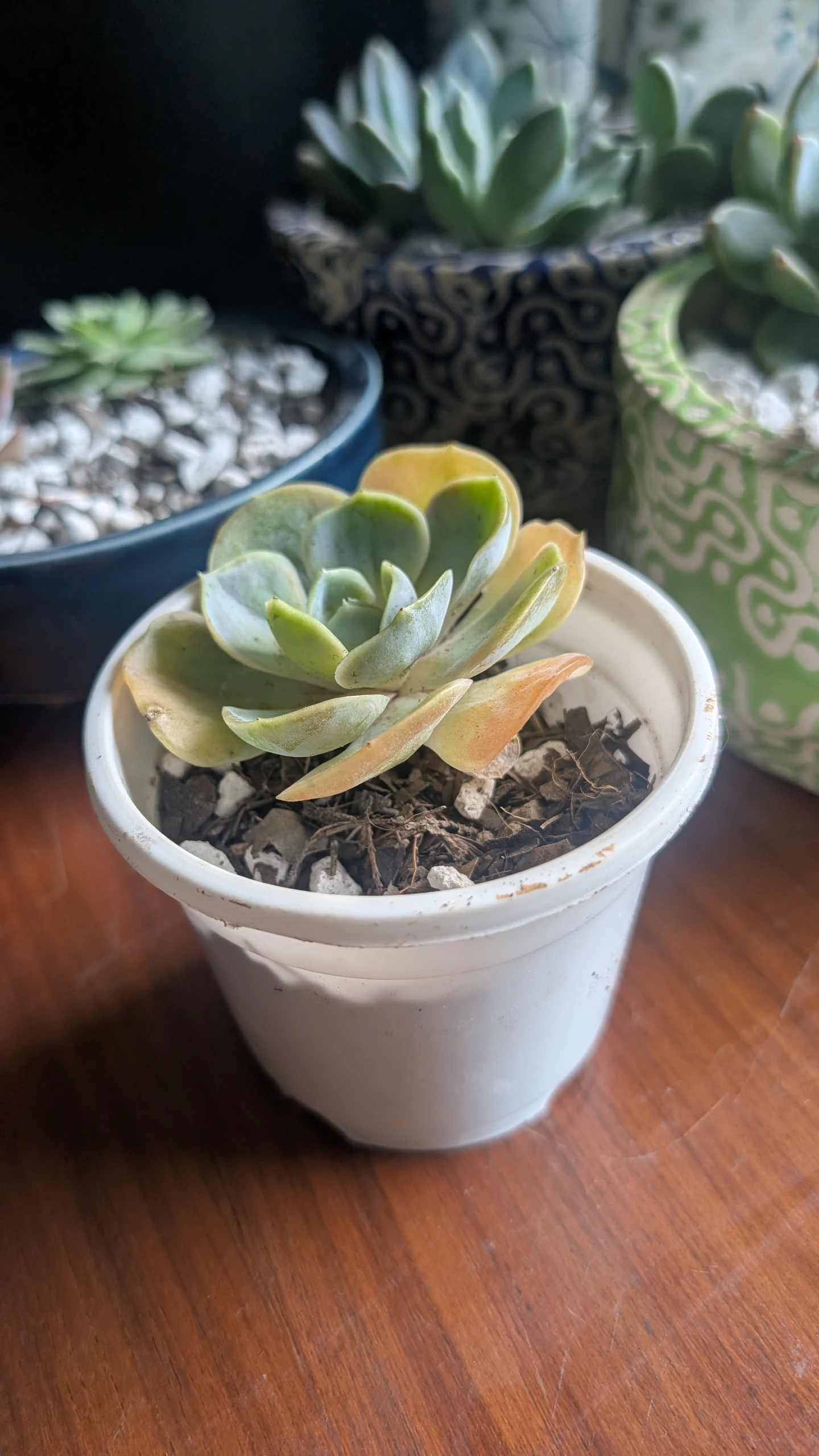 Echeveria Perle von Nuremberg by Sanjana