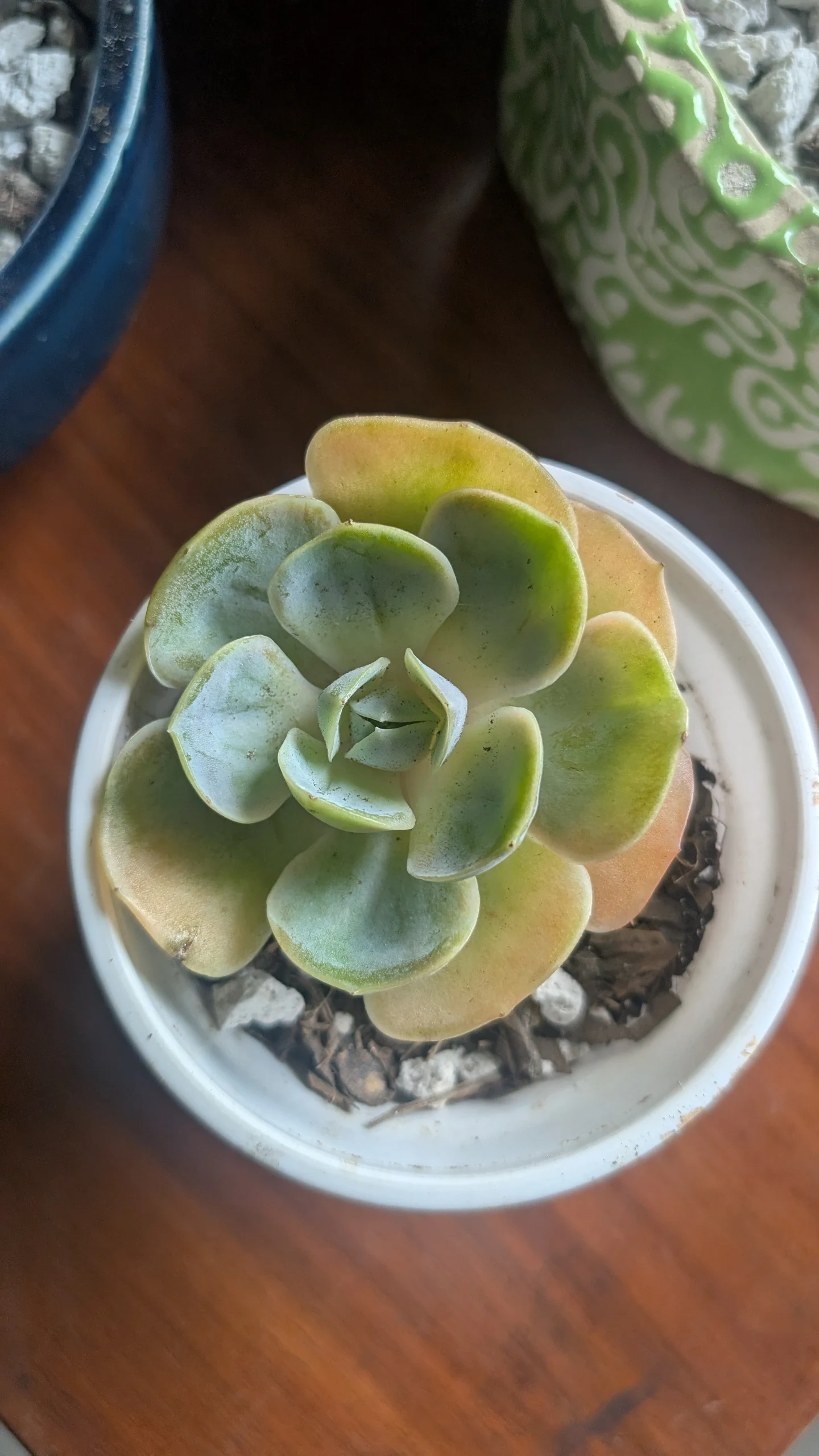 Echeveria Perle von Nuremberg by Sanjana