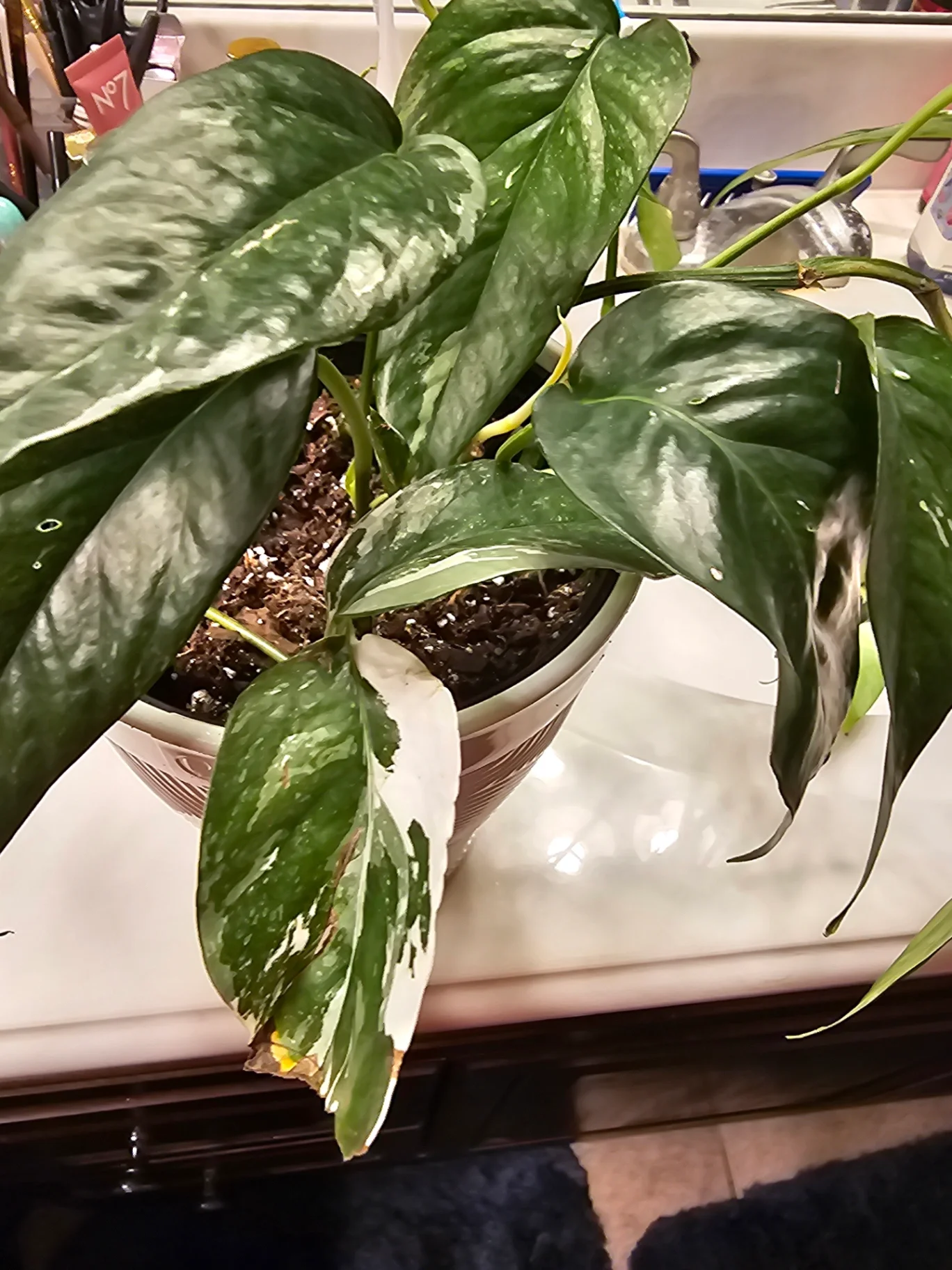 Epipremnum pinnatum 'Albo Variegata' by Mslatinatx73