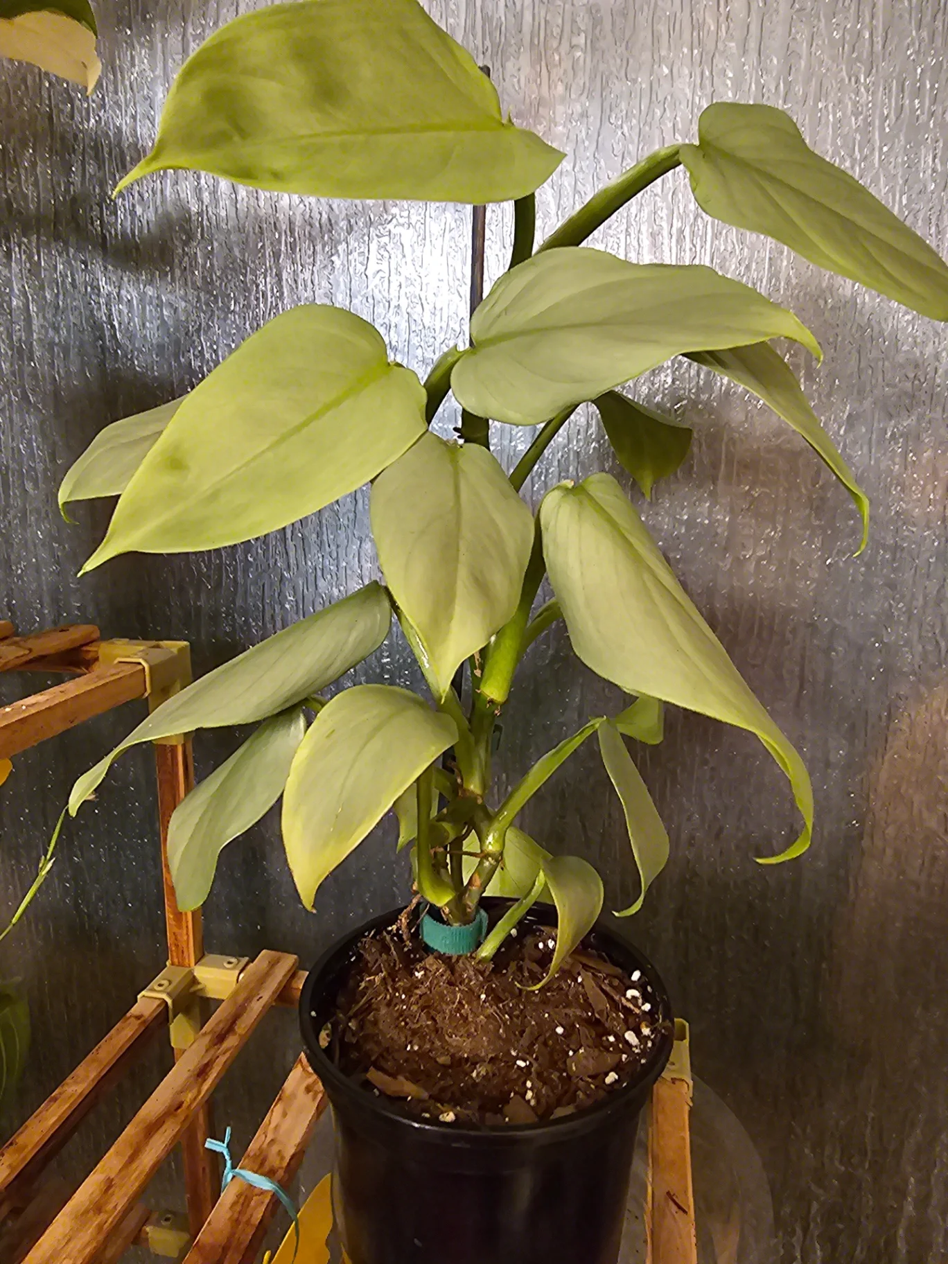 Philodendron hastatum 'Silver Sword' by Mslatinatx73