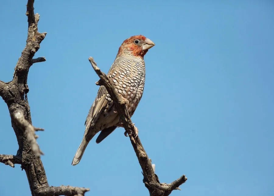 Red-headed Finch Amadina erythrocephala by BonsaiKing
