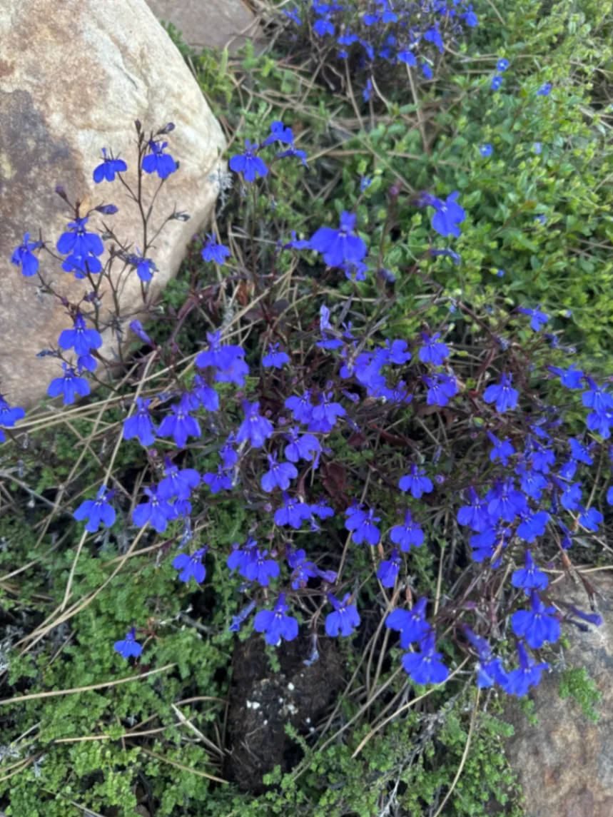 Lobelia erinus by David