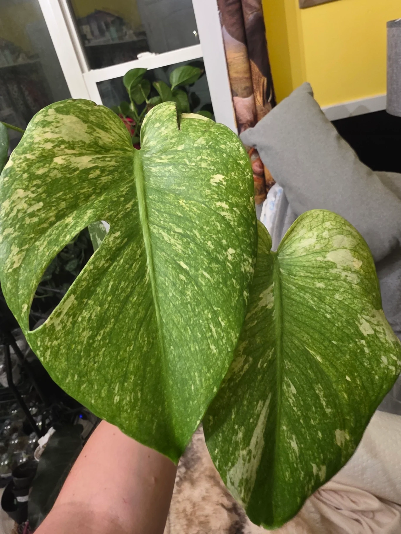 Monstera deliciosa 'Thai Constellation' by JassyB