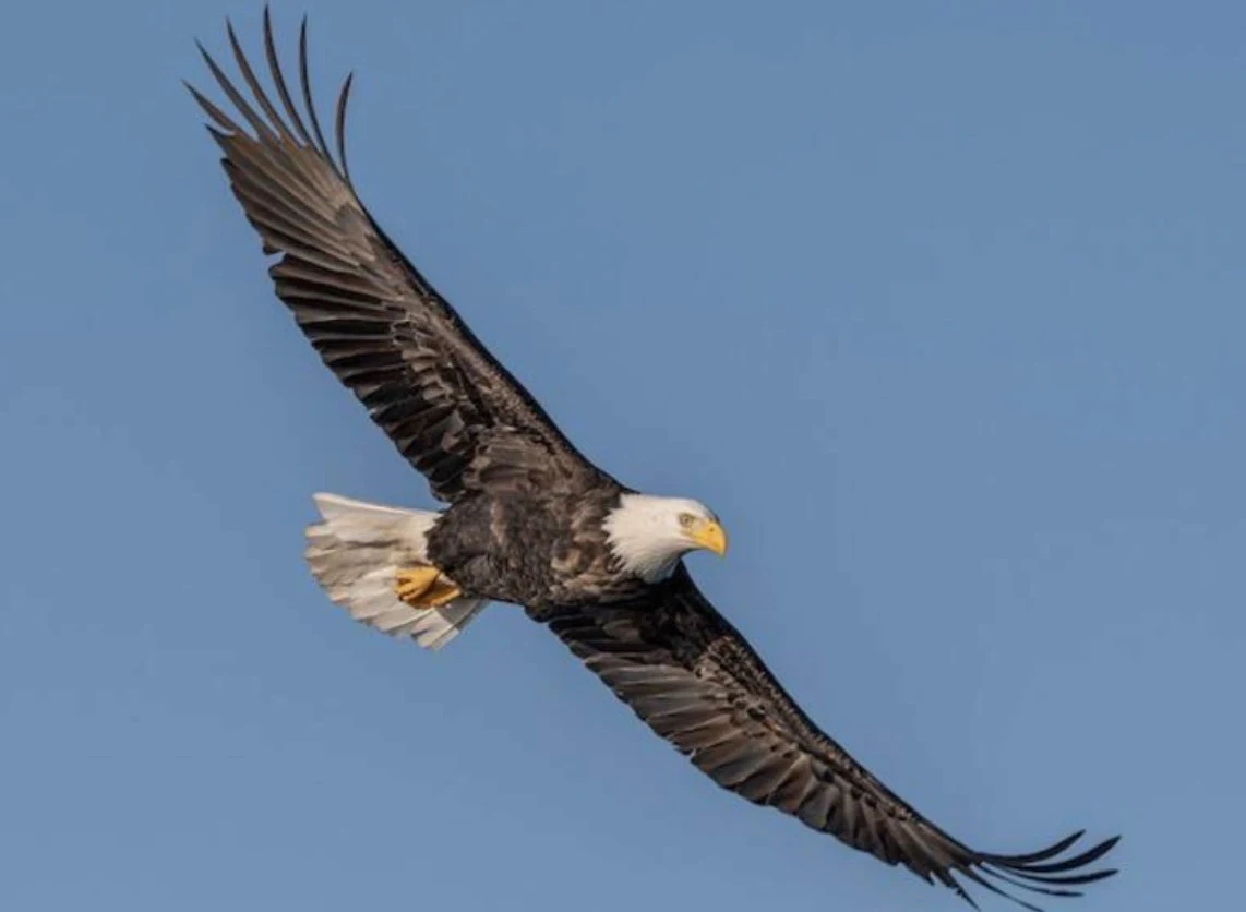 Bald Eagle Haliaeetus leucocephalus by Frog