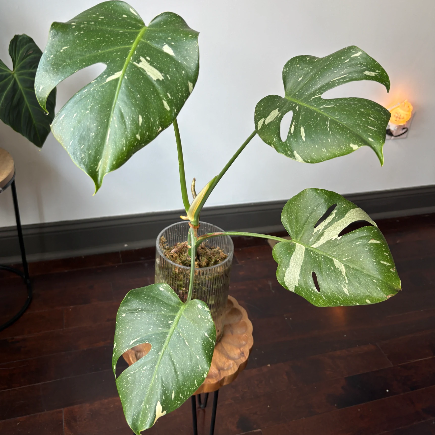 Monstera deliciosa 'Thai Constellation' by katiesplants