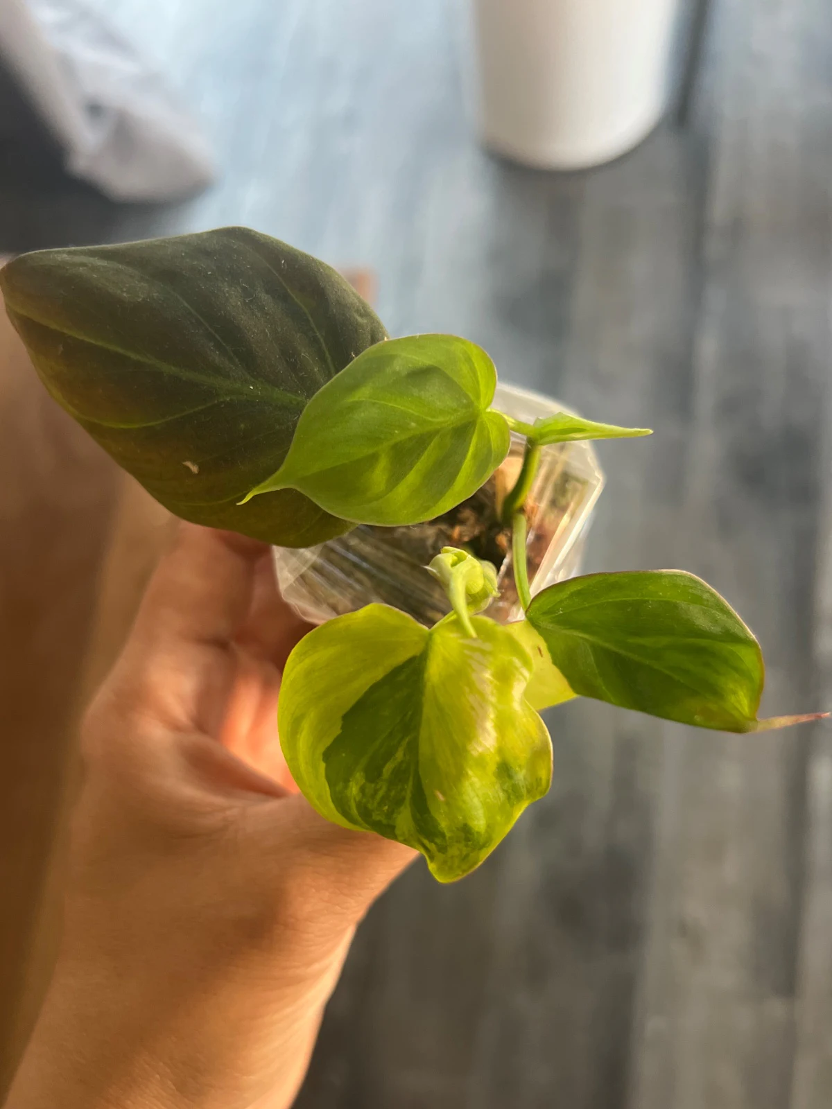 Philodendron hederaceum 'Micans variegated ' by alohamora