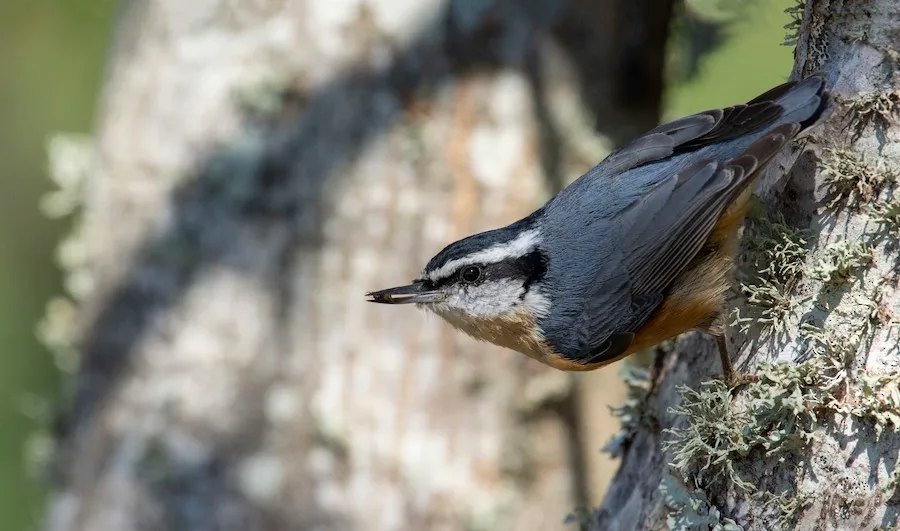 Red-breasted Nuthatch Sitta canadensis by genevieve