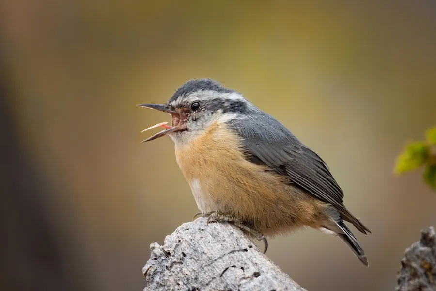 Red-breasted Nuthatch Sitta canadensis by genevieve