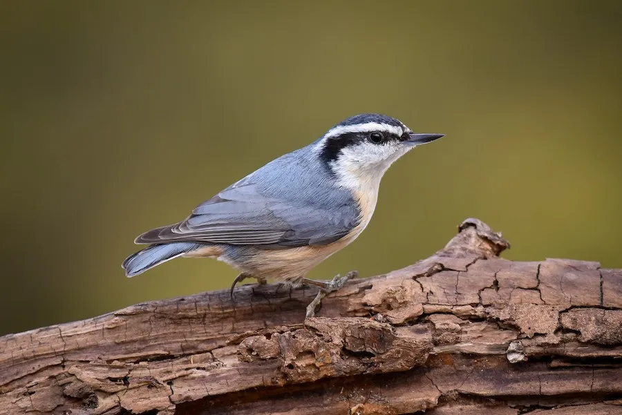 Red-breasted Nuthatch Sitta canadensis by genevieve