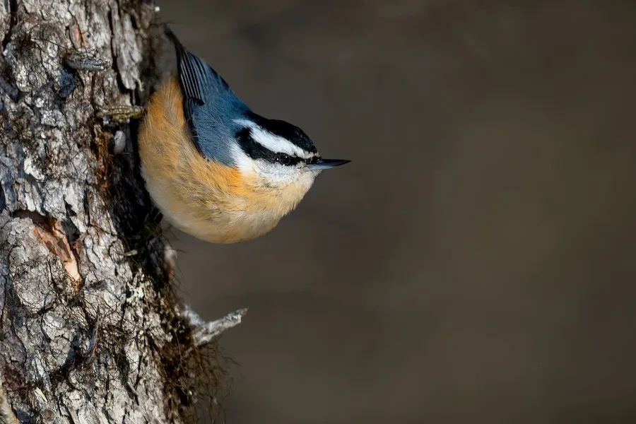 Red-breasted Nuthatch Sitta canadensis by genevieve