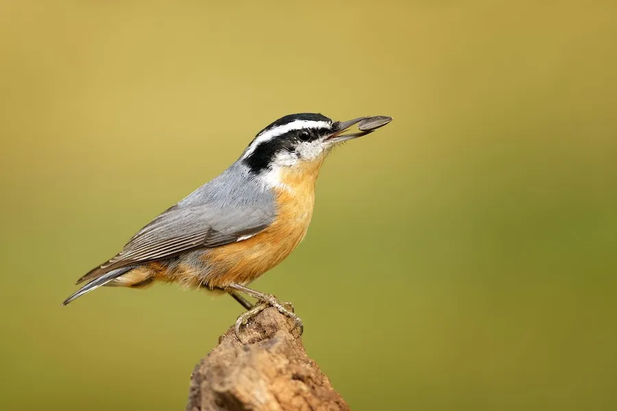Red-breasted Nuthatch Sitta canadensis by genevieve