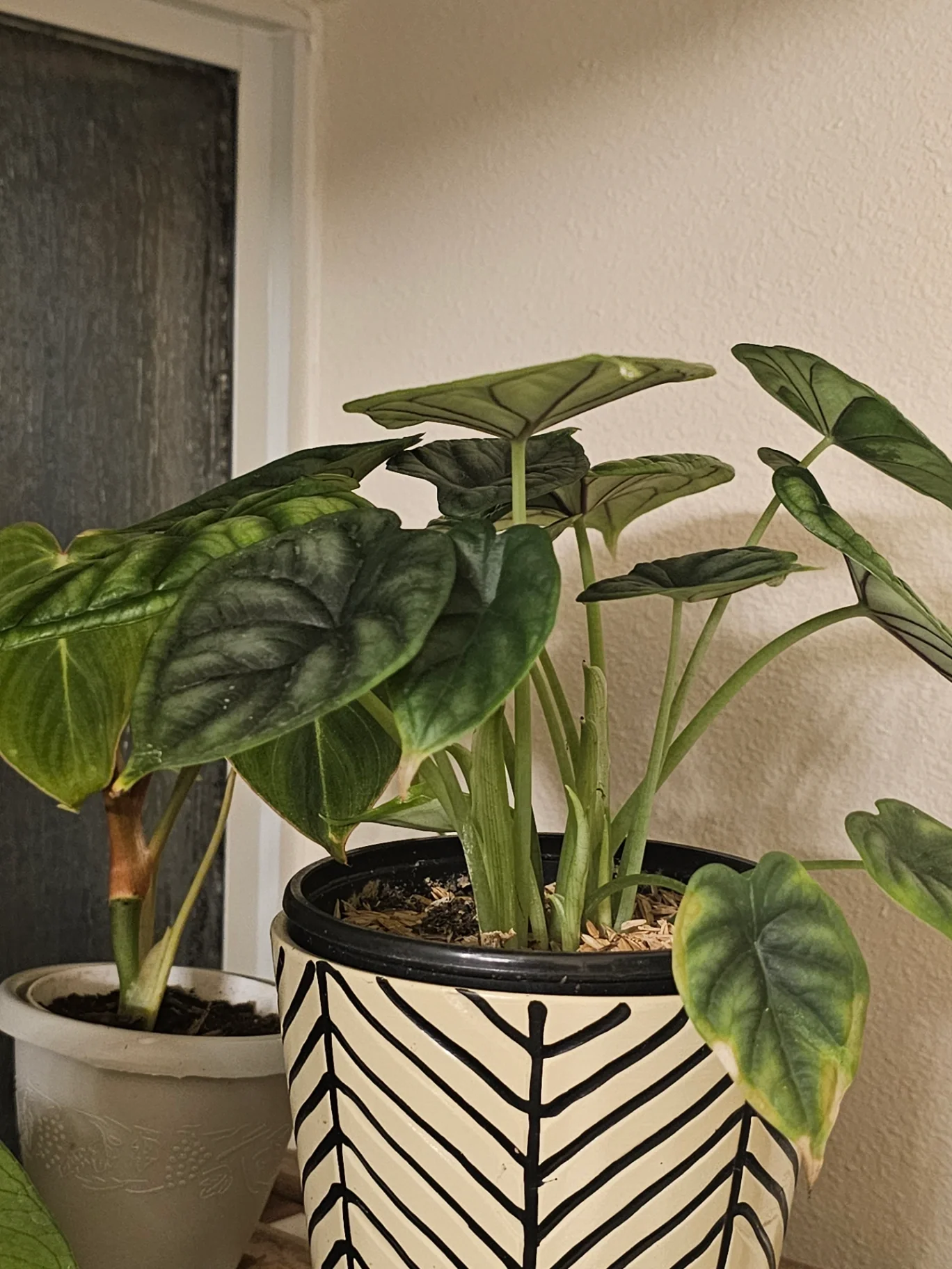 Alocasia baginda 'Dragon Scale' by Mslatinatx73