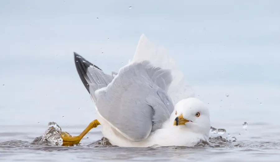 Ring-billed Gull Larus delawarensis by genevieve