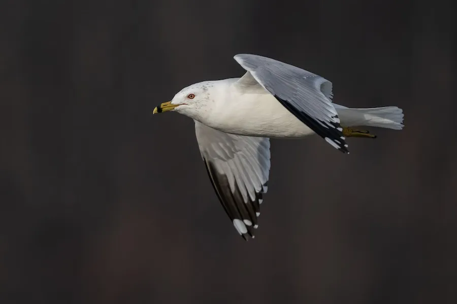 Ring-billed Gull Larus delawarensis by genevieve