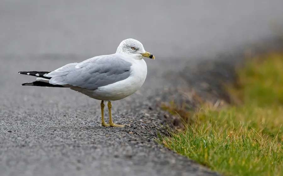 Ring-billed Gull Larus delawarensis by genevieve