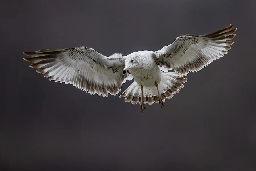 Ring-billed Gull Larus delawarensis by genevieve