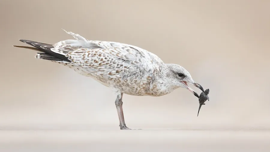 Ring-billed Gull Larus delawarensis by genevieve