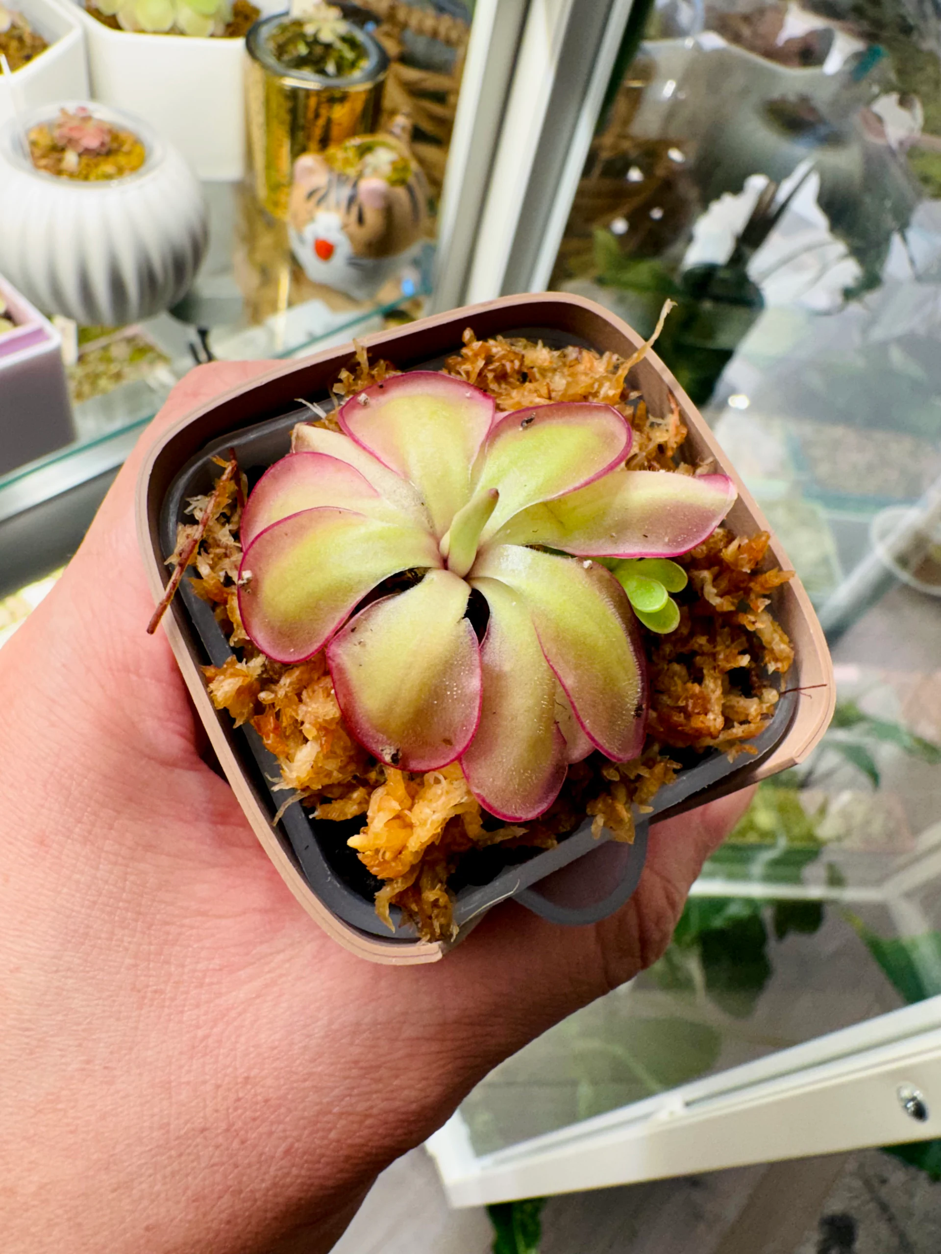 Pinguicula laueana x emarginata by Labuleaf