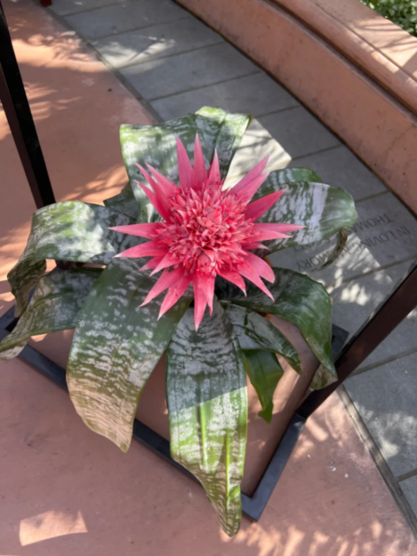 Aechmea fasciata by markymark