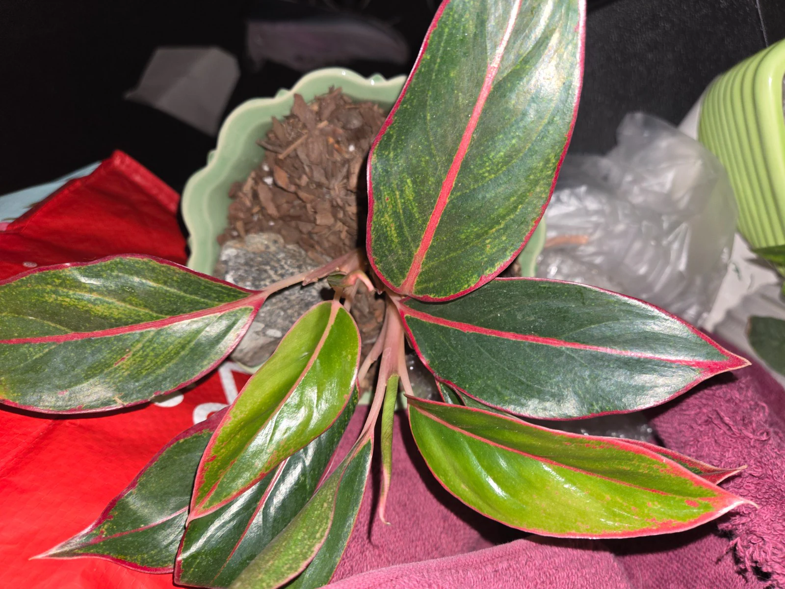 Aglaonema commutatum 'Siam Aurora' by Lindav