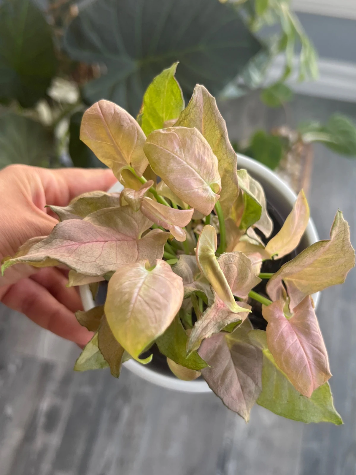 Syngonium podophyllum '“Pink Perfection”' by alohamora