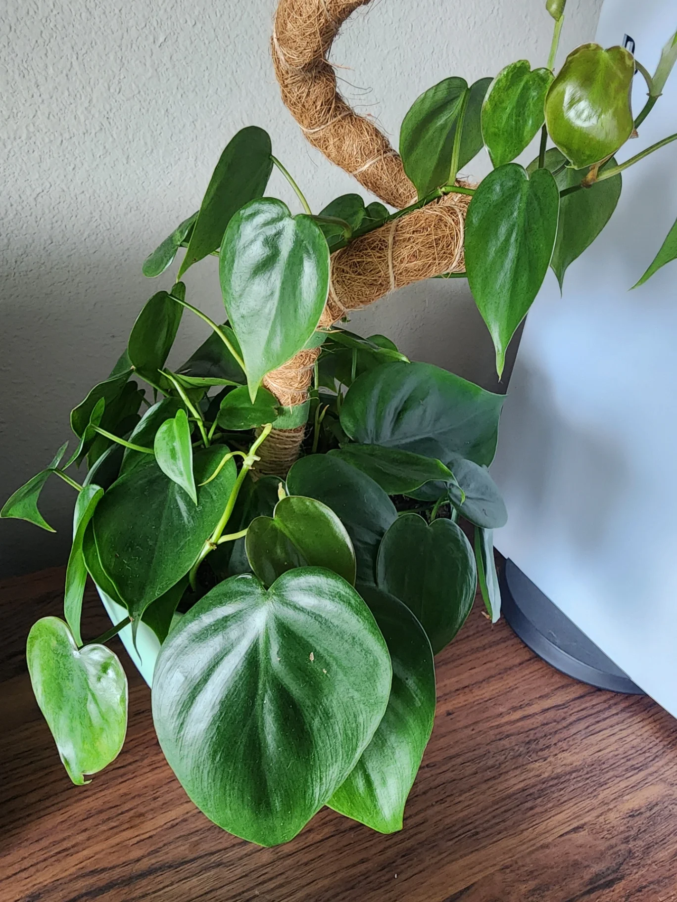 Philodendron hederaceum by supermegaplantblog