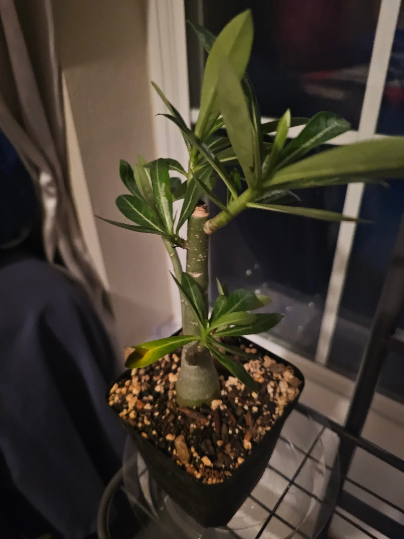 Adenium obesum by Mslatinatx73