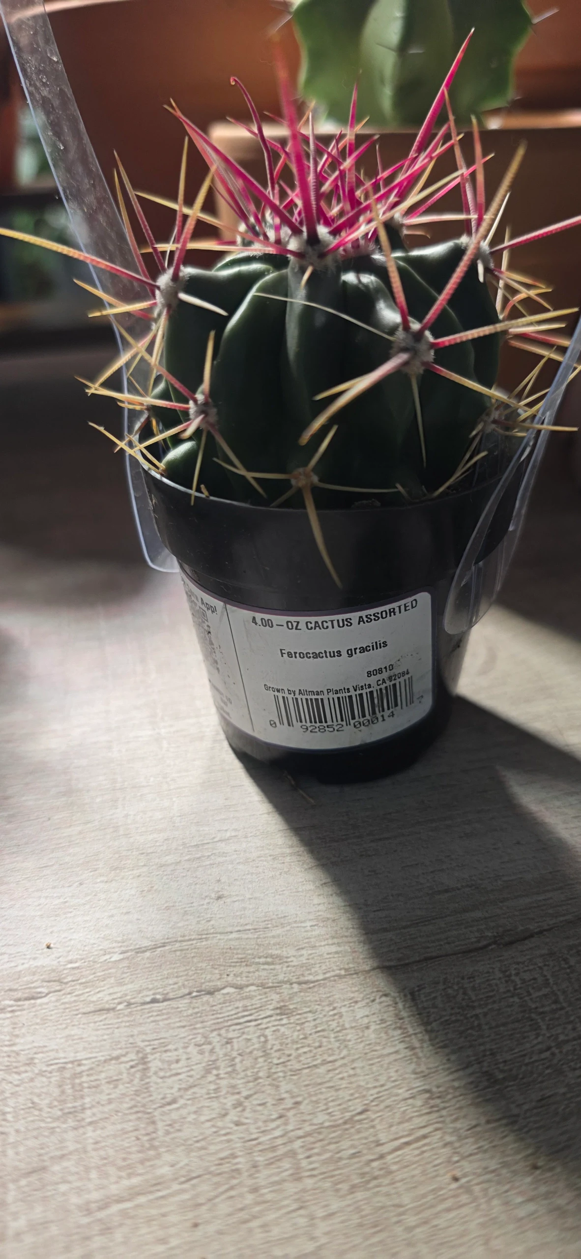 Ferocactus gracilis by RoyalAlchemy