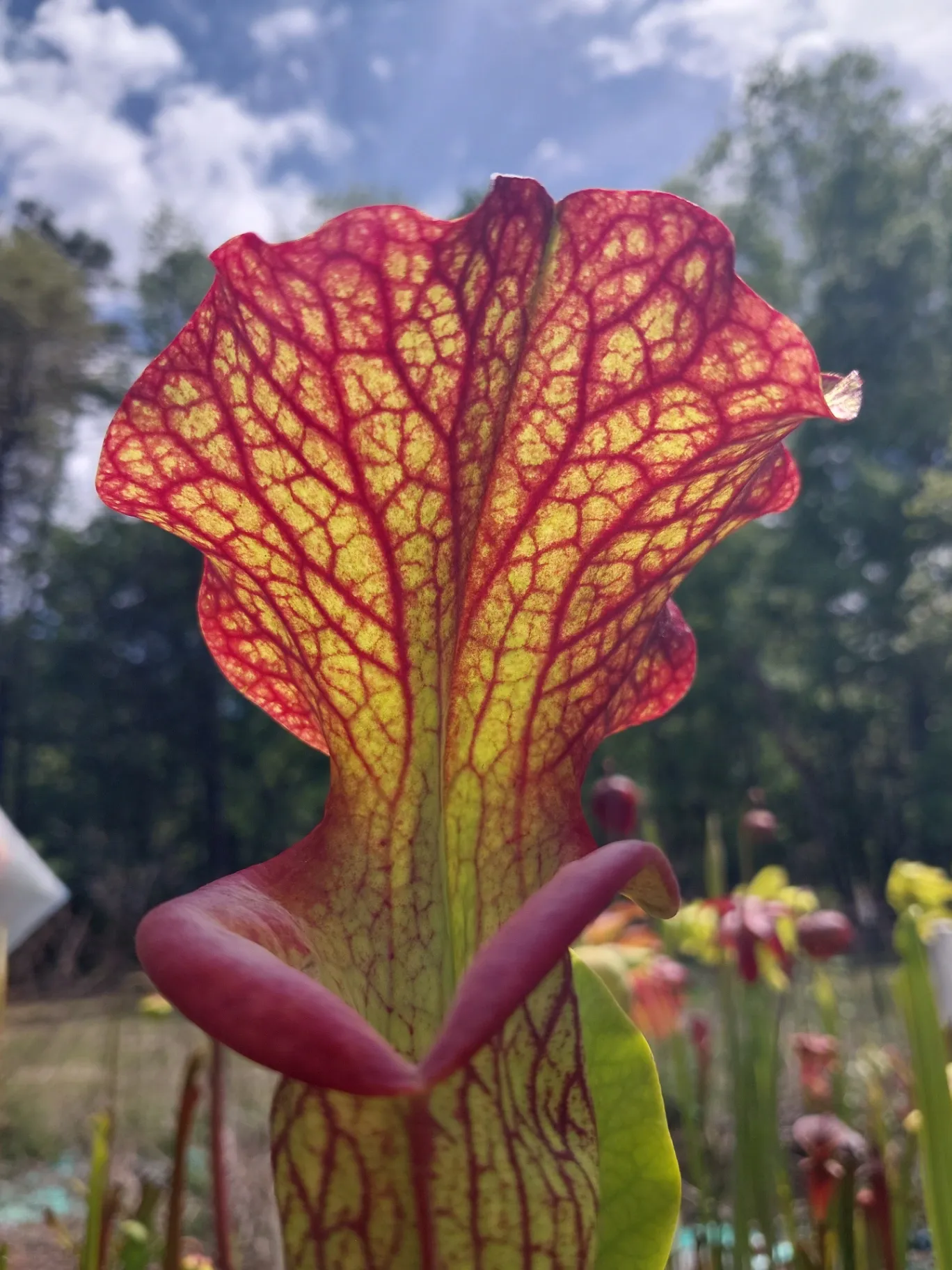 Sarracenia hybrid '(Bood Moon x Kilimanjaro) x (Purple Lips x ornata)' by P_Hill_FL