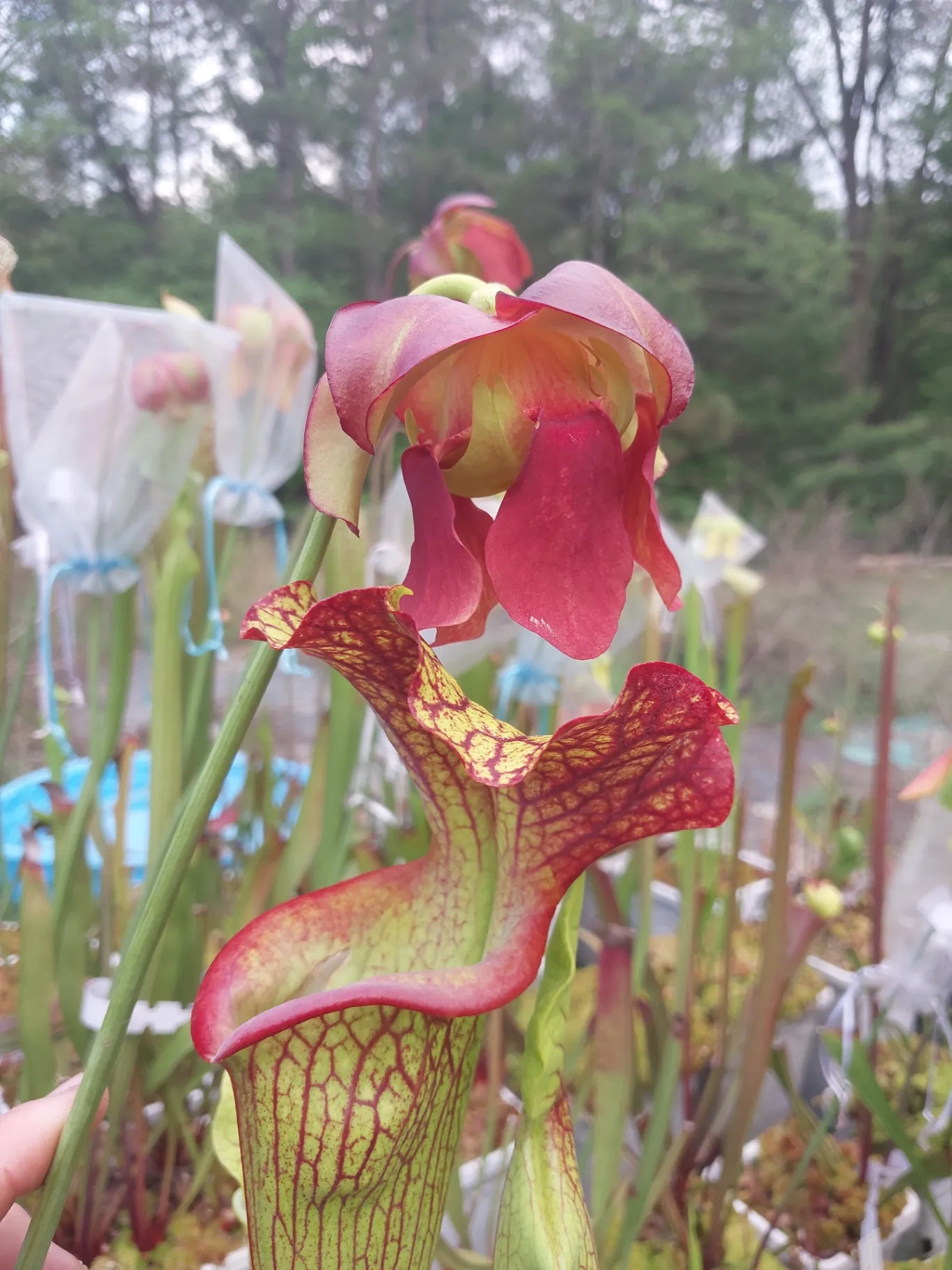 Sarracenia hybrid '(Bood Moon x Kilimanjaro) x (Purple Lips x ornata)' by P_Hill_FL