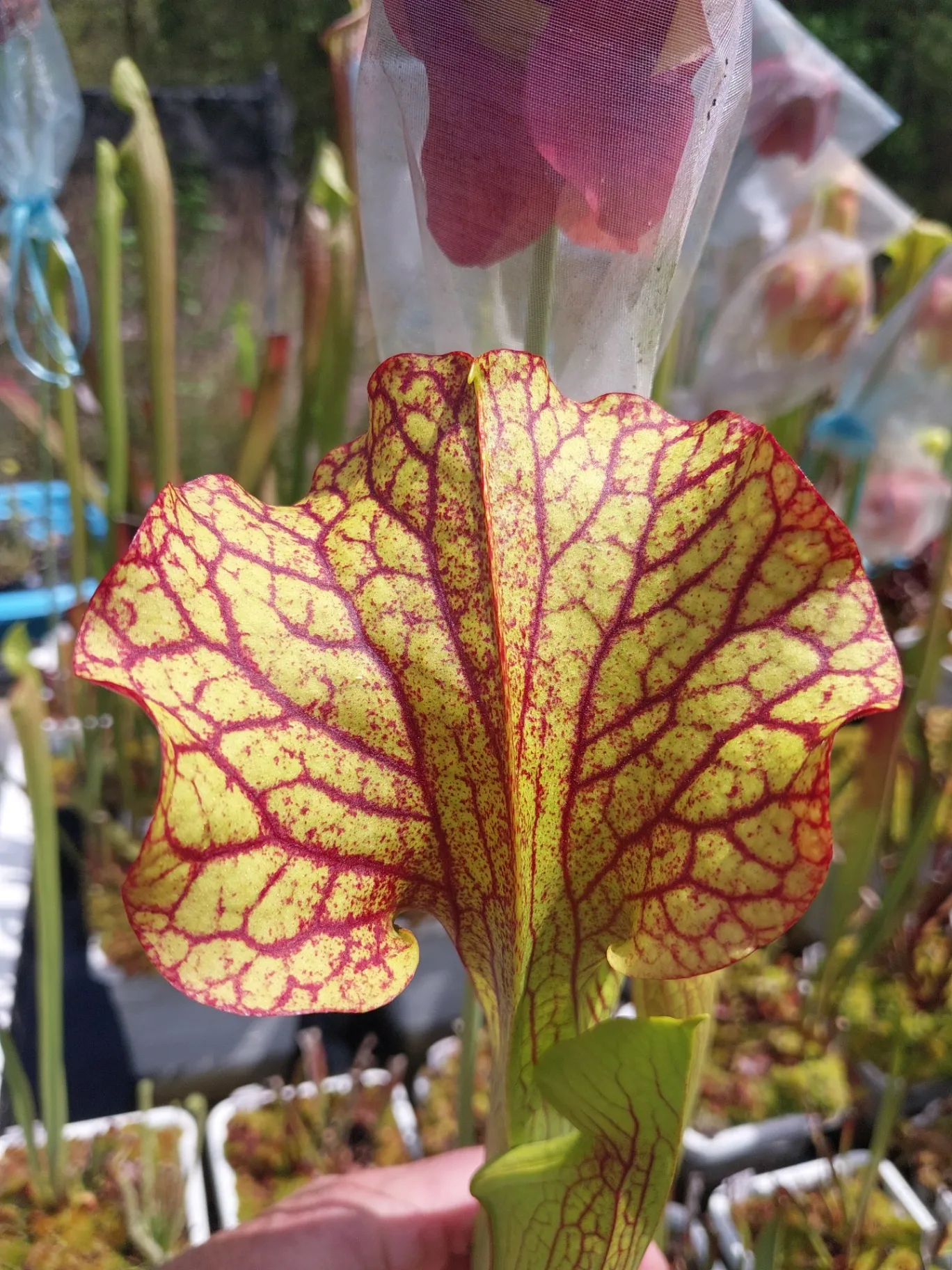 Sarracenia hybrid '(Bood Moon x Kilimanjaro) x (Purple Lips x ornata)' by P_Hill_FL