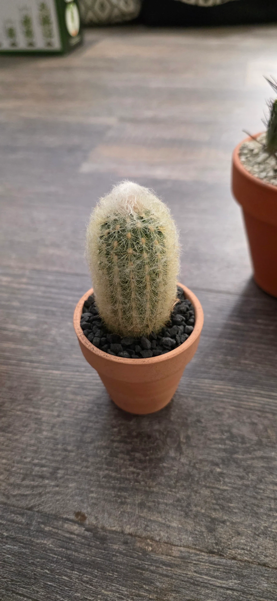Espostoa Lanata by RoyalAlchemy
