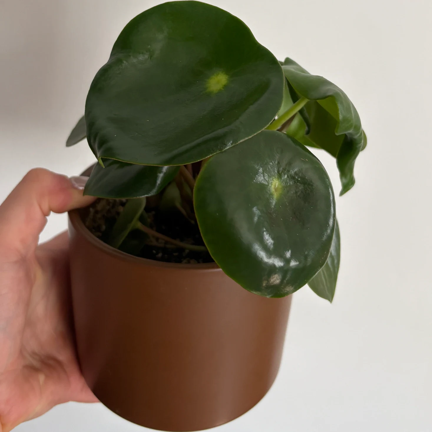 Peperomia polybotrya by katiesplants