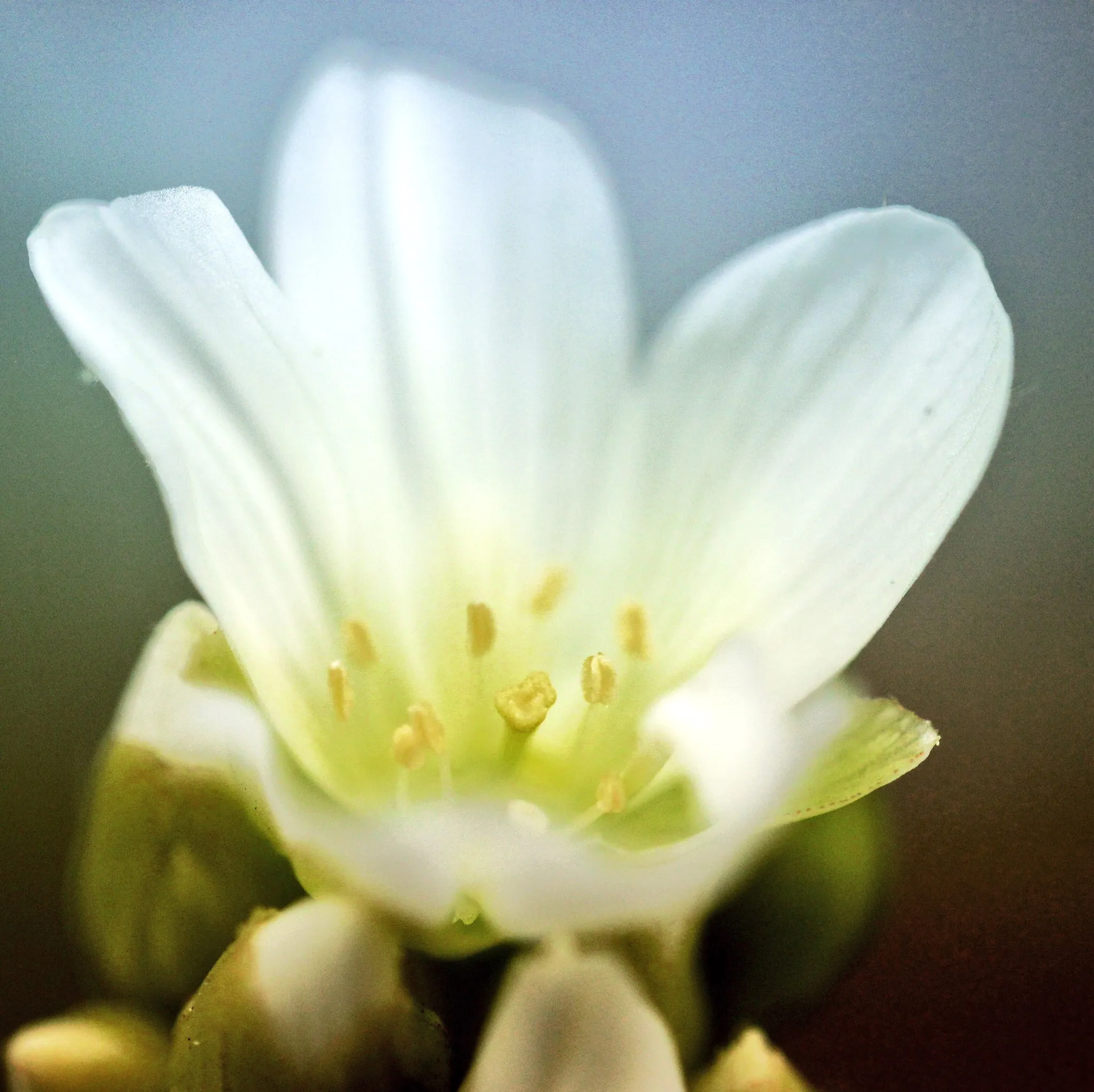 Dionaea muscipula 'King Henry' by David