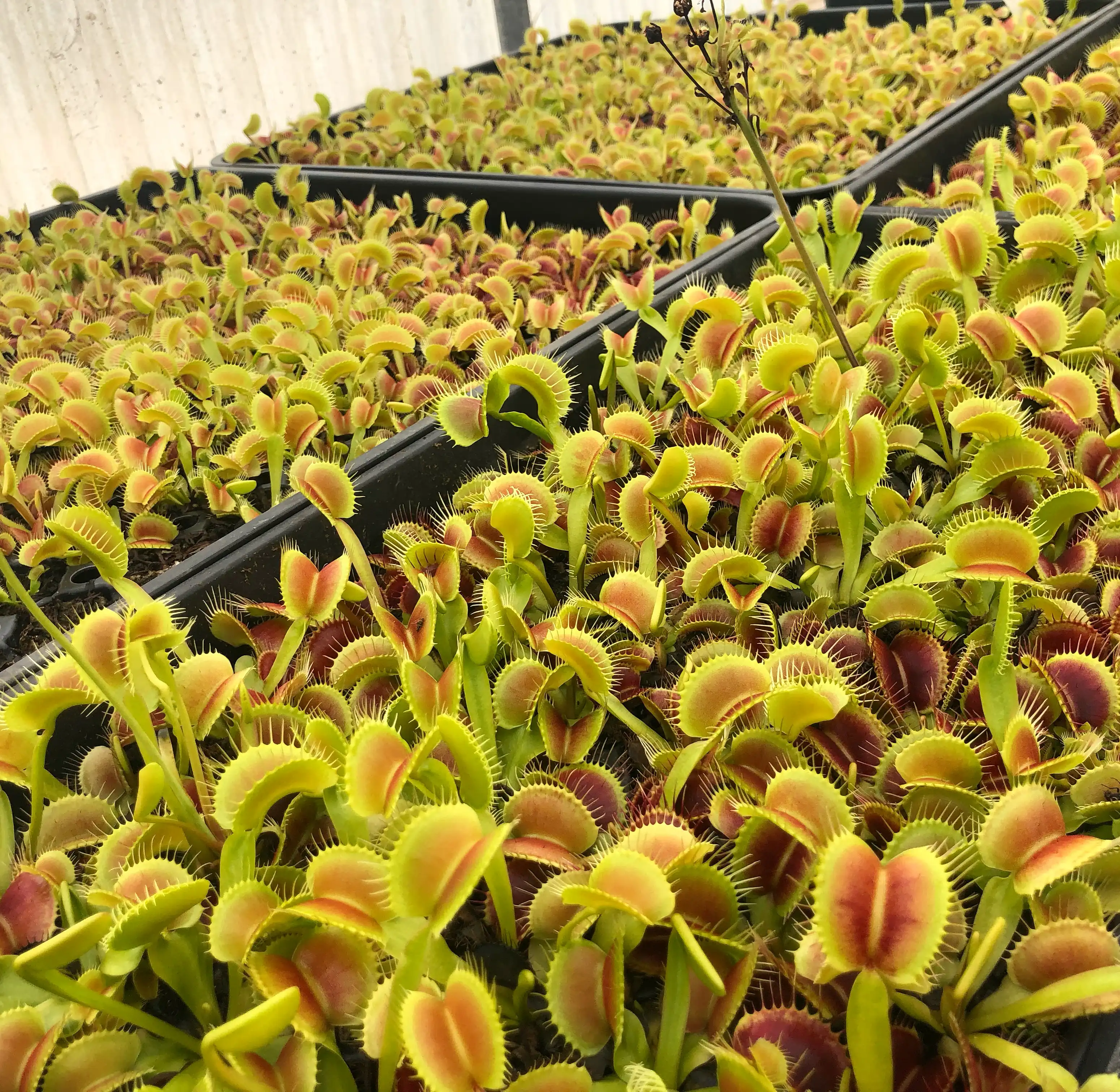 Dionaea muscipula 'King Henry' by David
