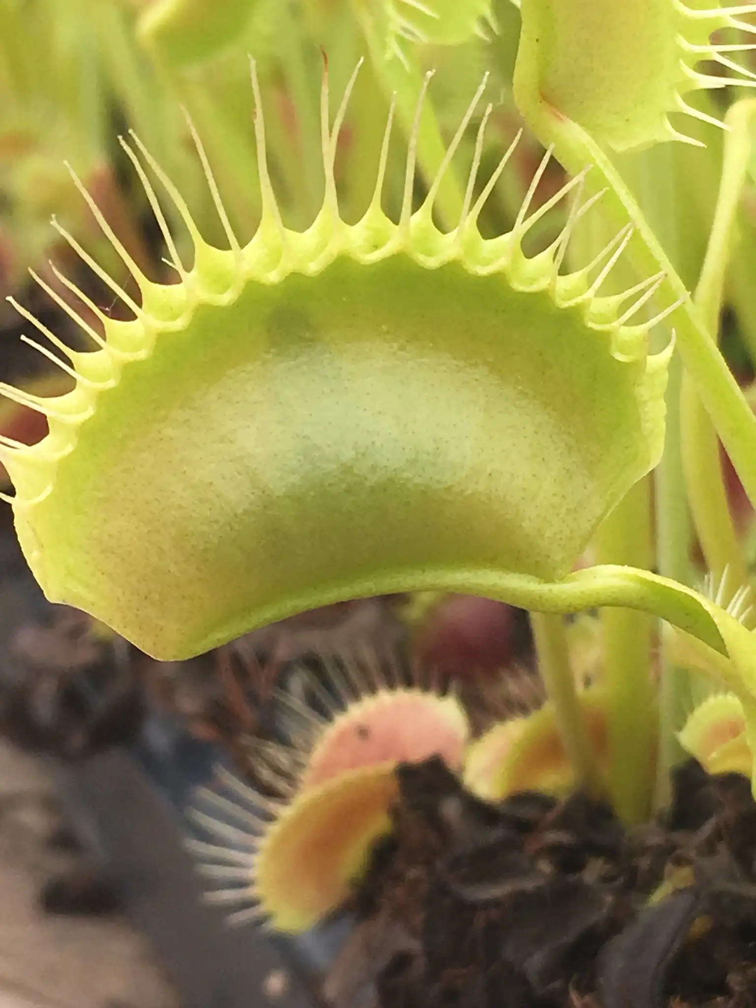 Dionaea muscipula 'King Henry' by David
