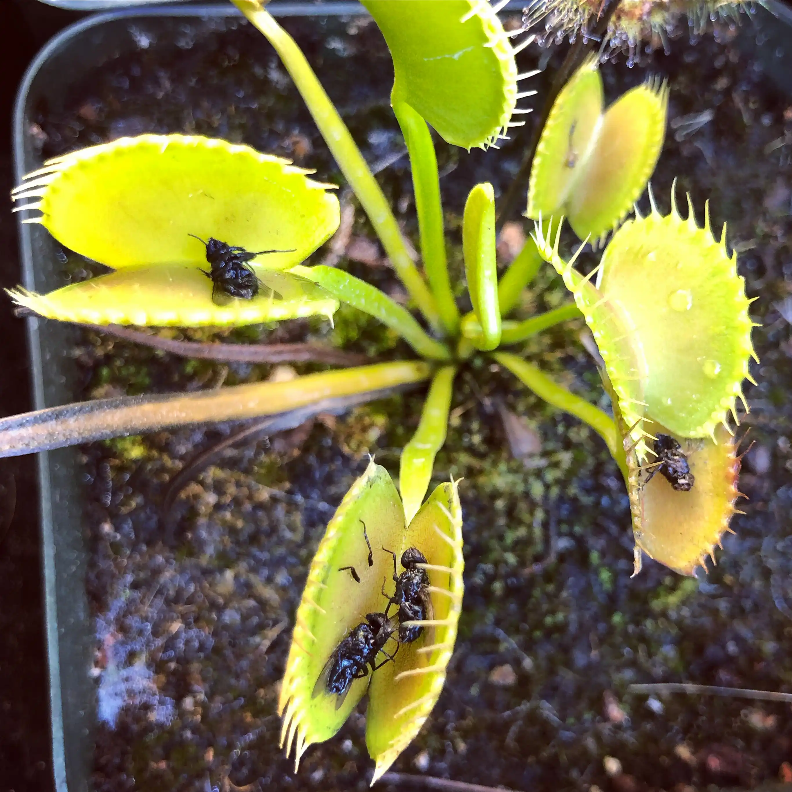 Dionaea muscipula 'King Henry' by David