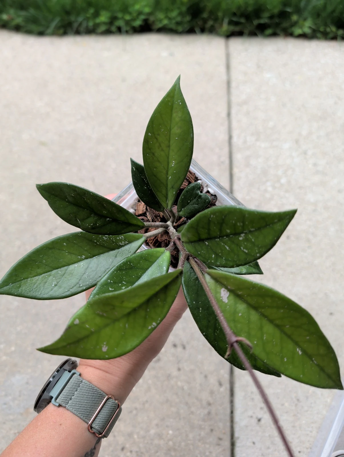 Hoya carnosa 'noid' by meg