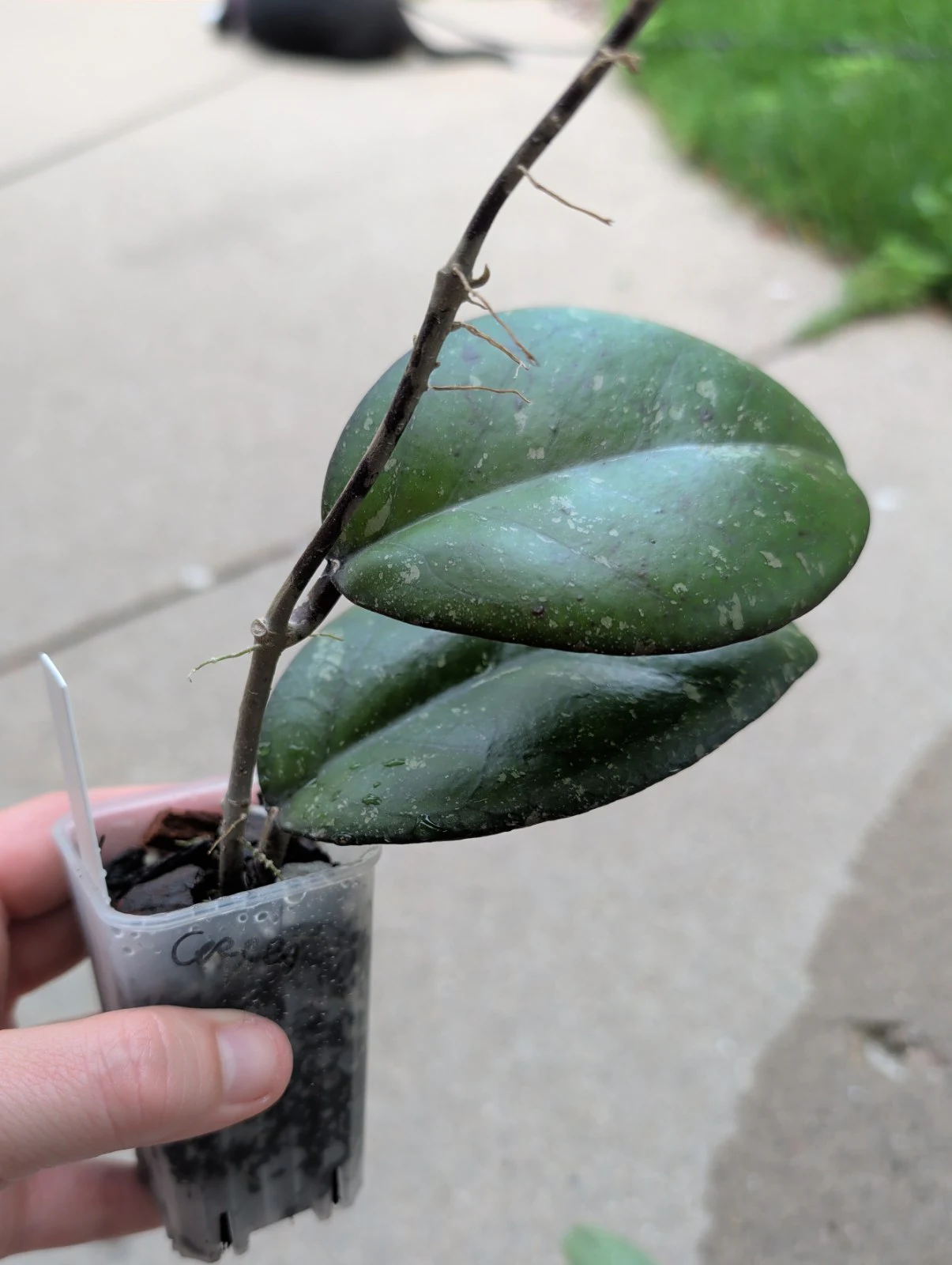 Hoya Ceereen by meg