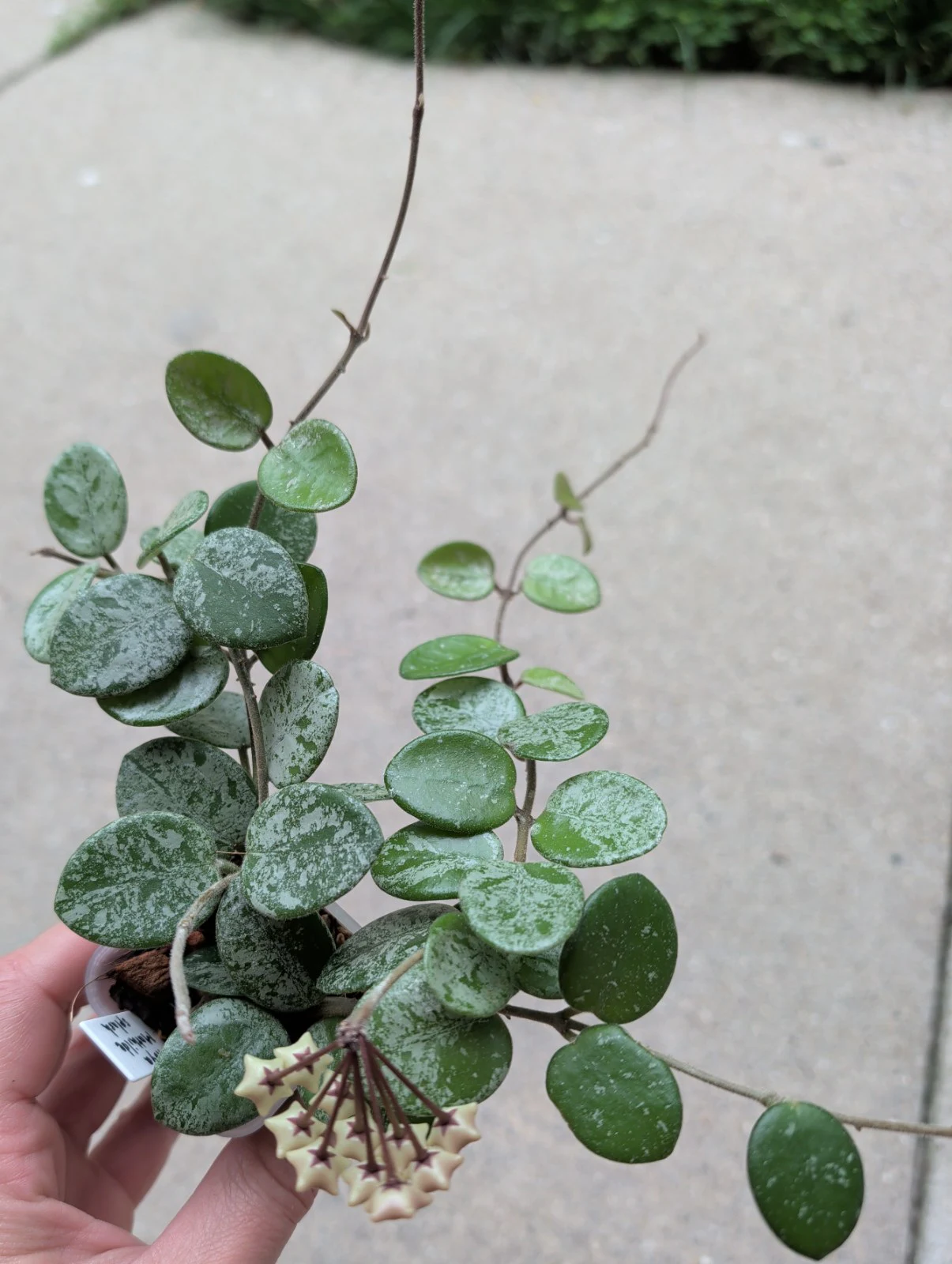 Hoya Mathilde 'Splash' by meg