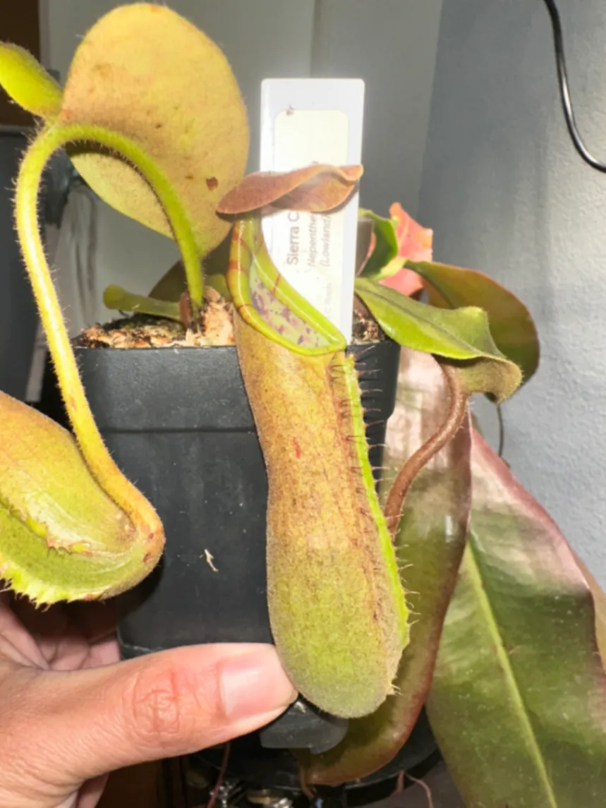 Nepenthes Truncata by marklt