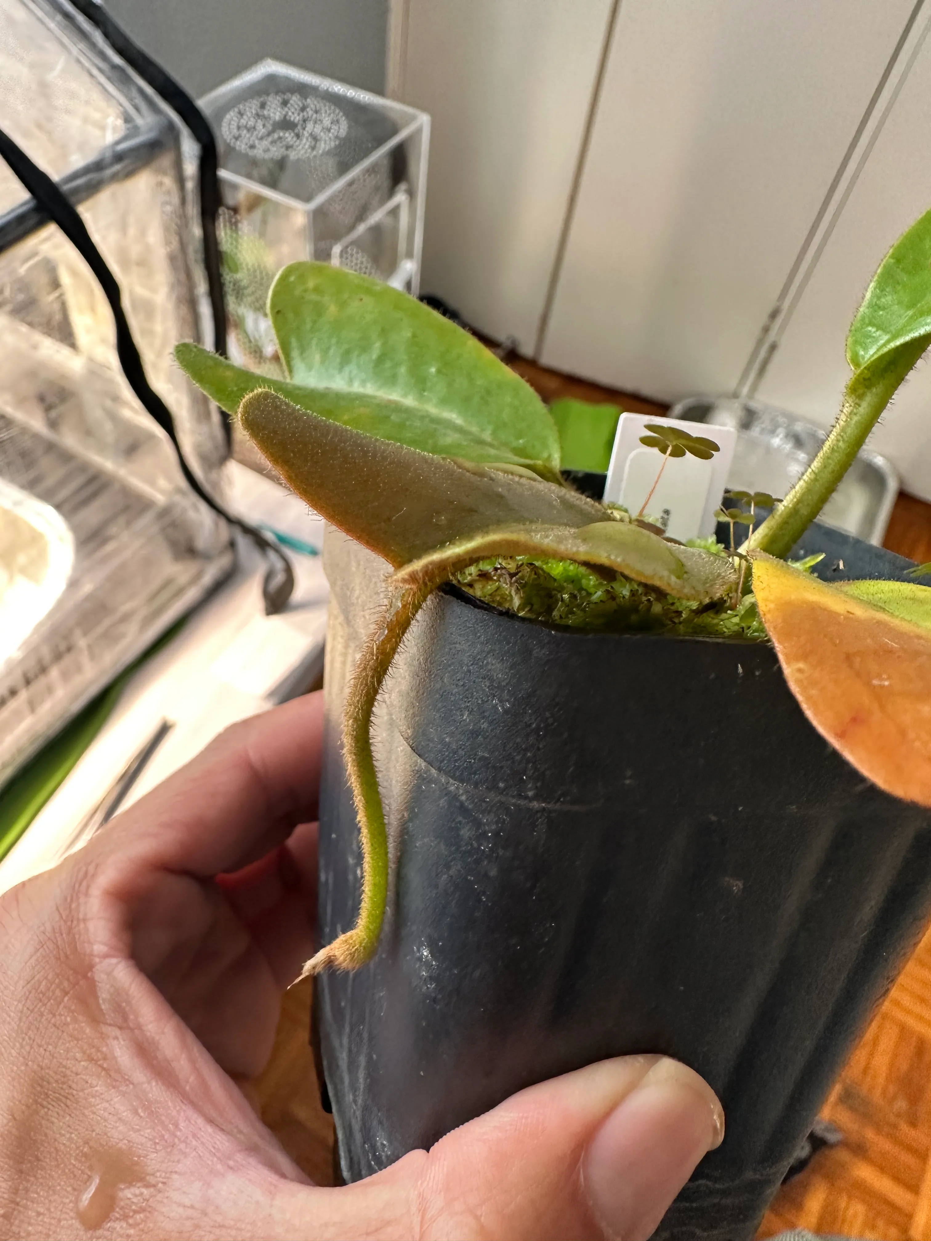 Nepenthes Truncata by marklt