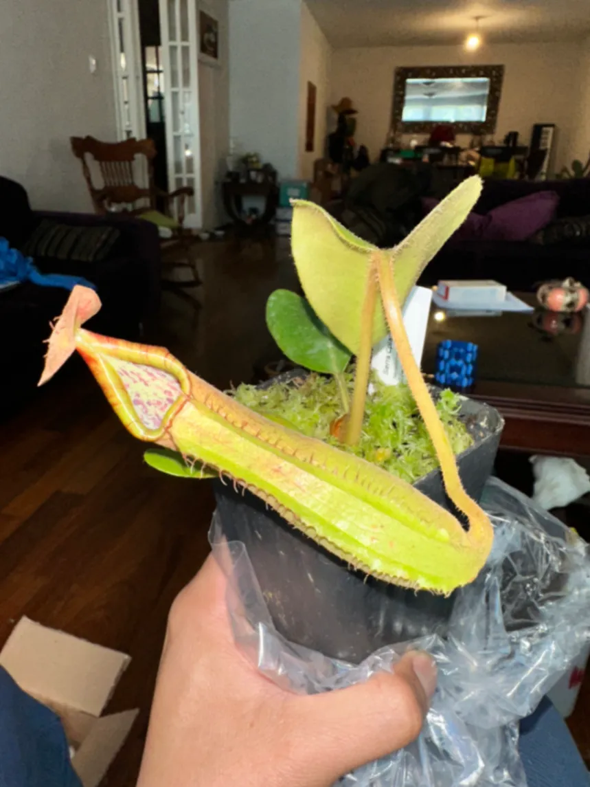 Nepenthes Truncata by marklt