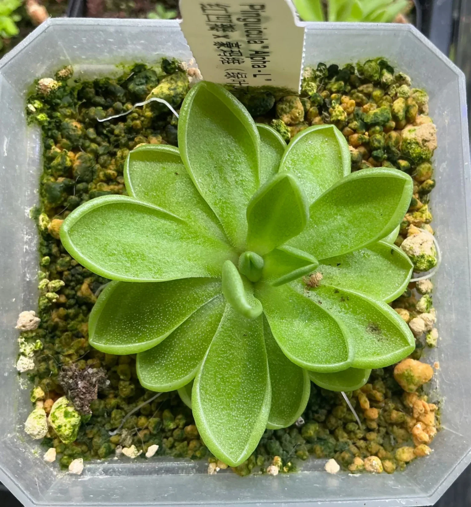 Pinguicula Alpha-L by Dartnivorous
