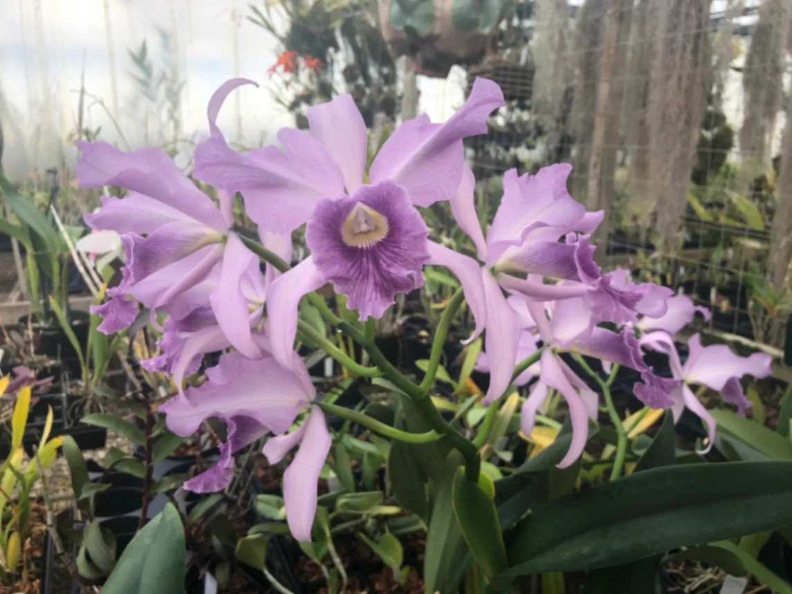 Cattleya maxima by David